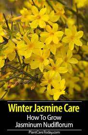 Caring For Winter Jasmine Winter Jasmine Winter Plants Jasmine Plant