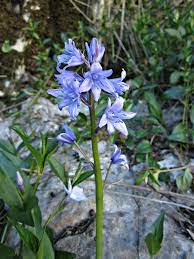 Jacinto Flora Silvestre Parque Natural Sierra El Torcal Antequera Plantas Silvestres Parques Naturales Flores Silvestres