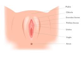 Il peut néanmoins rompre sans rapport, en exerçant des activités sportives comme l'équitation ou le cyclisme par exemple. Perdre Sa Virginite Quand L Hymen Est Rompu