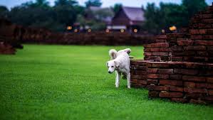We did not find results for: How Can You Save Your Lawn From Your Dog S Pee Dogtime