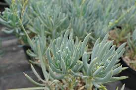 Image result for Senecio striatifolius