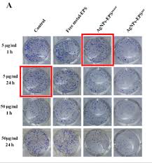 Image result for Indigofera tanganyikensis