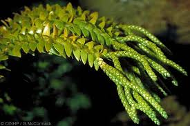 Image result for Huperzia gnidioides