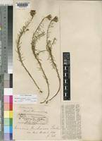 Image result for Vernonia bainesii