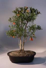 Flowering Dwarf Pomegranate Bonsai Tree Punica Granatum