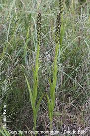Image result for Corycium dracomontanum