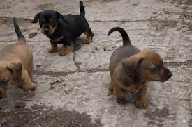 See more of dachshund mix puppies and dogs on facebook. Dachshunds For Sale Redding Ca