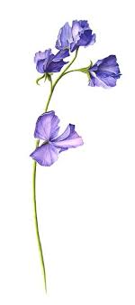 Eva Maria Ruhl Sweet Pea Watercolor Tattoo Flower Birth Flower Tattoos Flower Tattoos