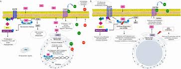 And when we do find the hereditary mutations and we are able to test other family members, there's no really good guideline that. Influence Of Estrogen In Non Small Cell Lung Cancer And Its Clinical Implications Rodriguez Lara Journal Of Thoracic Disease