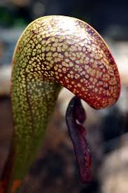 Image result for Utricularia appendiculata
