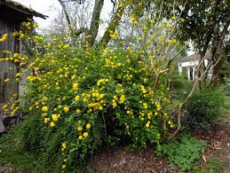 Image result for Kerria japonica