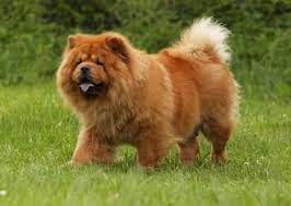 Chow Chow Dogs Or Puppies For Sale In South Africa Chow Chow Breeders Public Ads