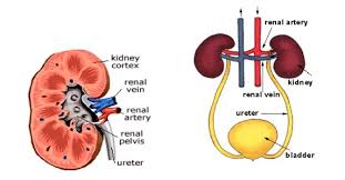 Sistem sistem perkem perkemiha ihan n terdiri terdiri atas atas bebera beberapa pa organ organ yaitu yaitu ginjal ginjal,, ureter ureter,, vesika vesika urinaria urinaria (kandung kemih), dan uretra. Blog Perawat Media Informasi Dunia Keperawatan