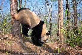 Image result for Panda oleosa