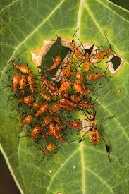 Image result for leaf-footed bug nymphs