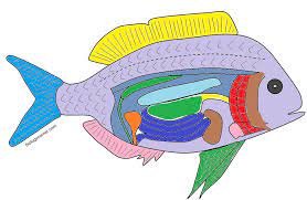 If we could do that. The Anatomy Of A Bony Fish