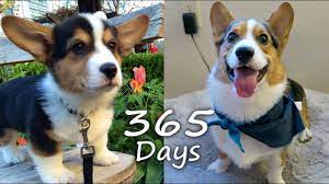 Pembroke welsh corgi tricolor puppy. Puppyhood In 365 Days A Corgi Puppy Grows Up Youtube