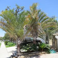 Image result for Dypsis decaryi