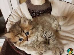 They do enjoy to play games but tend to be a more quiet and docile cat breed. Golden Persian Chinchilla Pure Breed Doll Face Uk Pets