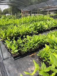 Used as an ingredient in many dishes. Organic Certified Green Turmeric Plant With Leaves Cut At 24 Tall Curcuma Longa Sp Free Shipping Usa Florida Grown Rare Non Gmo No Chemicals Perfect For Garden Or In Pots