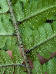 Image result for Selago lacunosa