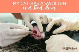 And because cats have a tendency to mask illnesses, it can be. My Cat Has A Swollen And Red Anus Causes And Treatment