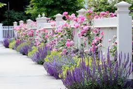 Image result for Gnidia mollis