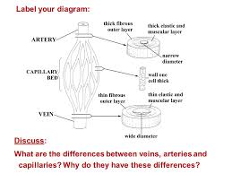 Hyperlinks listed to copy of and. Label Your Diagram Discuss What Are The Differences Between Veins Arteries And Capillaries Why Do They Have These Differences Ppt Download