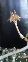 Image result for Ceropegia cimiciodora