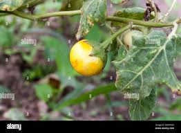 Image result for Solanum macrocarpon