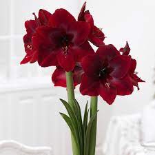 Amaryllis Benefica 34 36cm Longfield Gardens Amaryllis Bulbs Bulb Flowers Red Amaryllis