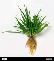 Image result for Anthoxanthum