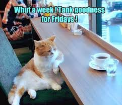 #fnf #shorts #fridaynightfunkin like the video?! Lolcats Friday Lol At Funny Cat Memes Funny Cat Pictures With Words On Them Lol Cat Memes Funny Cats Funny Cat Pictures With Words On