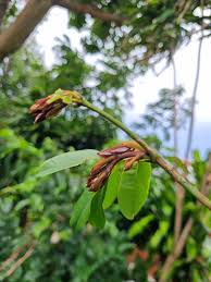 Image result for Hyperacanthus amoenus