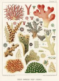 Great Barrier Reef Corals From The Great Barrier Reef Of Australia 1893 By William Saville Kent 1845 1908 Great Barrier Reef Coral Reef Free Illustrations