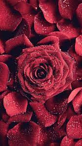 5666 aufruferosa seerose blumen, schön, blütenblätter , blätter, wasser. Download Red Rose Wallpaper By Georgekev 0f Free On Zedge Now Browse Mil Blumen Hintergrund Iphone Fotografie Blumen Wunderschone Rote Rosen
