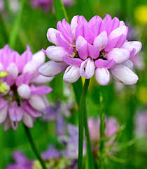 Norma Riggins Obituary