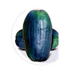 Marina di chioggia, or goblin pumpkin. Dark Green Pumpkin Seeds à¤•à¤¦ à¤¦ à¤• à¤¬ à¤œ In Cotton Market Nagpur Ankur Seeds Private Limited Id 2749603473