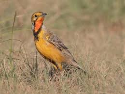 Image result for Tolpis capensis