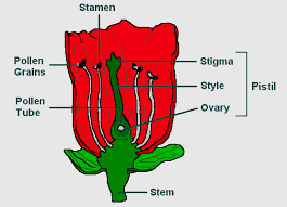 Parts Of A Flower Stamen Pistil Fertilization Pollination Myschoolhouse Com Free Lesson Plant Lessons Parts Of A Flower Secondary Science Lessons