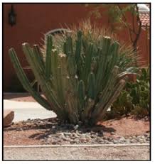 And not only that, i learned a lot of new things about writing skills and kept me updated with the new methods and techniques. Pruning Cacti And Other Desert Succulents Extension University Of Nevada Reno