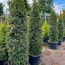 Image result for Eugenia