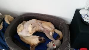 Näytä lisää sivusta melanie müller facebookissa. Susse Schlafmutzen Die Schonsten Hunde Bilder Unserer User Region Nordbayern
