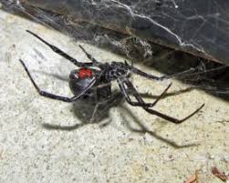 Latrodectus Mactans Southern Black Widow Spider