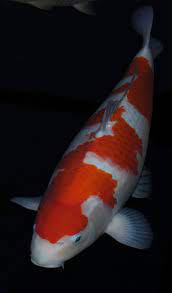 Fill your cart with color today! Schone Koi Bessere Koi Koi Live De Koi Forum