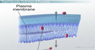 A vacuole is a structure found in animal, plant, bacteria, protist, and fungi cells. Food Vacuole Definition Function Video Lesson Transcript Study Com