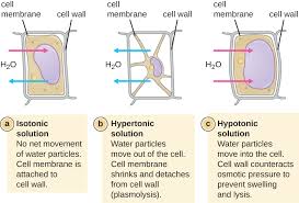 What prevents a plant cell from bursting in a hypotonic solution quizlet. 3 3 Unique Characteristics Of Prokaryotic Cells Biology Libretexts