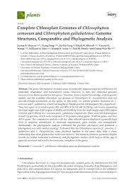 Image result for Chlorophytum gallabatense