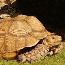 Image result for Grewia sulcata