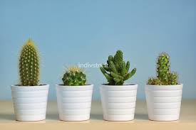 This is most amazing plant having spikes o. Different Types Of Cactus In Pots Decoration Objects Indivstock